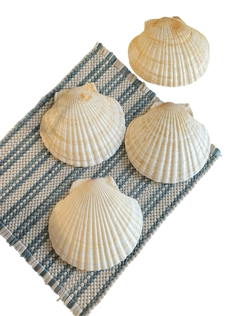 Natural White Scallop Sea Shells - Set of 4, Vintage Serving or Baking